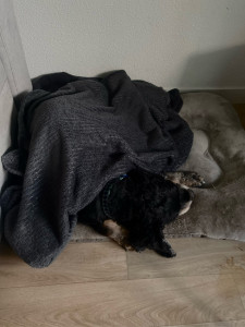 Photo de galerie - Poutou , gros dodo