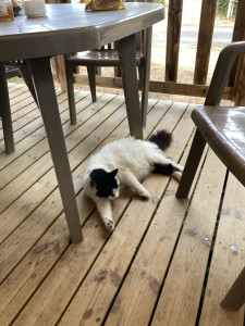 Photo de galerie - Bichette