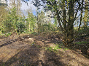 Photo de galerie - Elagage et coupe d'arbres