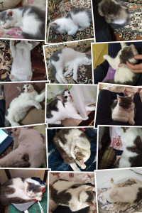 Photo de galerie - Mon bel amour 