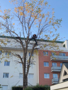 Photo de galerie - Elaguage 