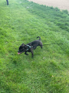 Photo de galerie - Garde chien