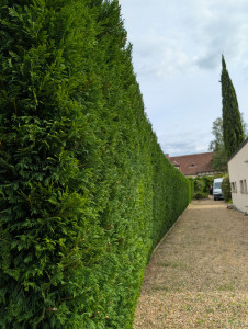 Photo de galerie - Taille de haies et d'arbustes