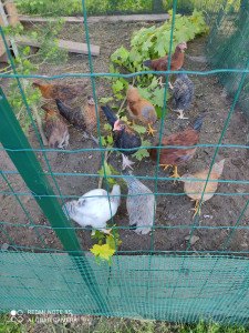 Photo de galerie - On s'occupe des poules aussi 