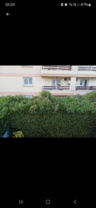 Photo de galerie - Taille de haies et d'arbustes