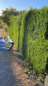 Photo de galerie - Taille de haies et d'arbustes