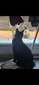 Photo de galerie - Garde chat