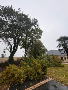 Photo de galerie - Elagage et coupe d'arbres