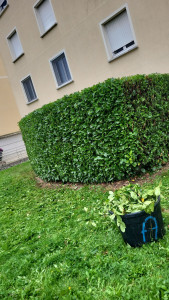 Photo de galerie - Taille haie de Laurier