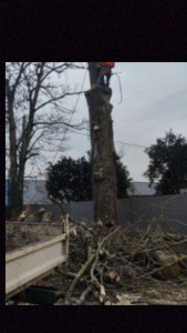 Photo de galerie - Elagage et coupe d'arbres