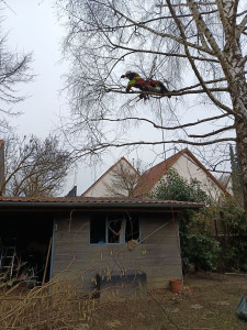 Photo de galerie - Descriptif d’intervention :
Réalisation d’une taille sanitaire aujourd’hui sur un bouleau. Suppression des branches mortes, abîmées ou malades afin d’améliorer l’état sanitaire de l’arbre et de sécuriser son environnement.