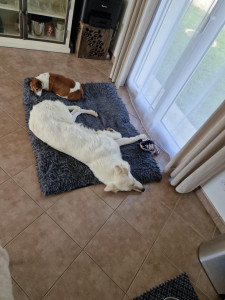 Photo de galerie - Gardé, 2 amis inséparables !
