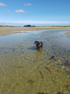 Photo de galerie - Mon Loulou fait trempette à la plage 