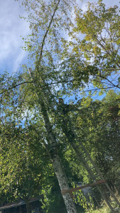 Photo de galerie - Elagage et coupe d'arbres