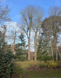 Photo de galerie - Elagage et coupe d'arbres