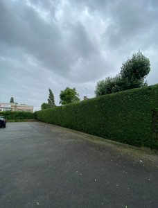 Photo de galerie - Taille d'une haie de 45 mètres de long sur 5 mètres de haut