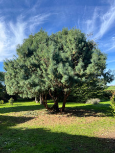 Photo de galerie - Après taille de nettoyage 