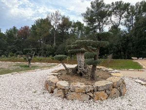 Photo de galerie - Entretien d’un Olivier millénaire 