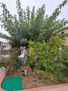 Photo de galerie - Elagage et coupe d'arbres