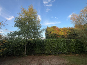 Photo de galerie - Taille de haie 