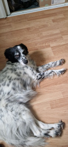 Photo de galerie - Nougat très gentil et câlin <3