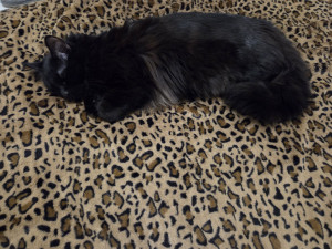 Photo de galerie - C'est l'heure de la sieste ?
