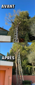 Photo de galerie - Elagage et coupe d'arbres