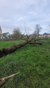Photo de galerie - Abattage d’arbres  