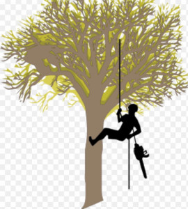 Photo de galerie - Elagage, taille de haie