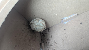 Photo de galerie - Elagage et coupe d'arbres