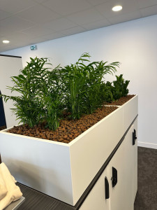 Photo de galerie - Plantations à l’intérieur 