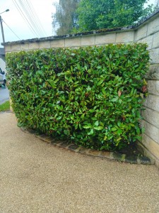 Photo de galerie - Taille de haies et d'arbustes