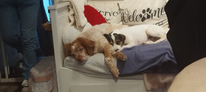 Photo de galerie - Ruby et Ulysse, très complices, alors qu'ils ne se connaissaient pas ??