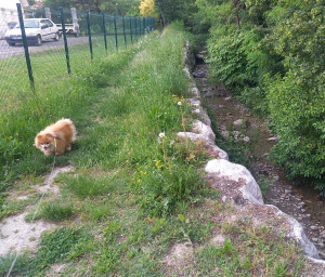 Photo de galerie - Garde chien