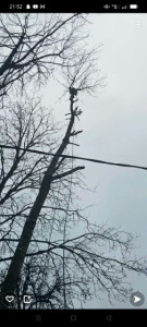 Photo de galerie - Élagage d'arbres dangereux avec câble d'électricité