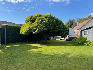 Photo de galerie - Taille de haies et d'arbustes