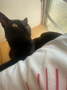 Photo de galerie - Garde d’animaux