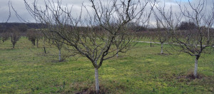 Photo de galerie - Taille d'arbres