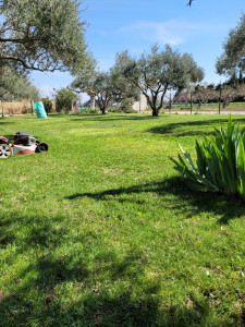 Photo de galerie - Tonte de pelouse débroussaillage 