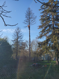 Photo de galerie - Démontage d’un épicéa 