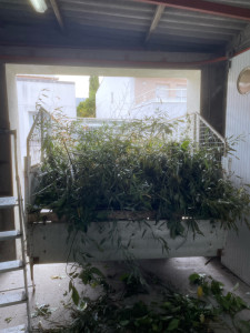 Photo de galerie - Ramassage de branches