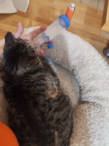 Photo de galerie - Une visite à domicile pour ce p'tit cœur qui a quelques soucis de santé. prise du taux de glycémie, injection d'insuline puis ventoline.