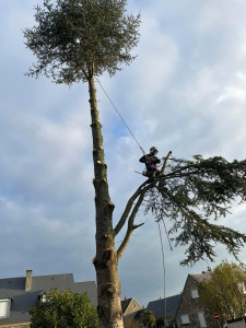 Photo de galerie - Élagage