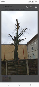 Photo de galerie - Élagage d'un arbre après 