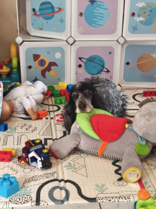 Photo de galerie - Garde chien