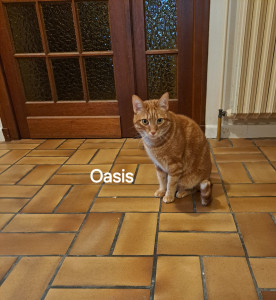 Photo de galerie - Oasis visite à domicile