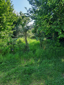 Photo de galerie - Elagage et coupe d'arbres