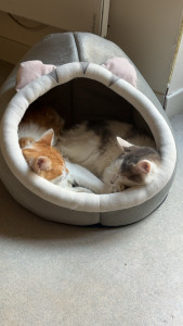 Photo de galerie - J’ai deux adorables chats