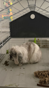 Photo de galerie - Visite à domicile NAC