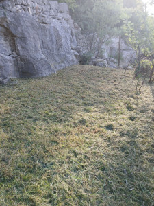 Photo de galerie - Débroussaillage 